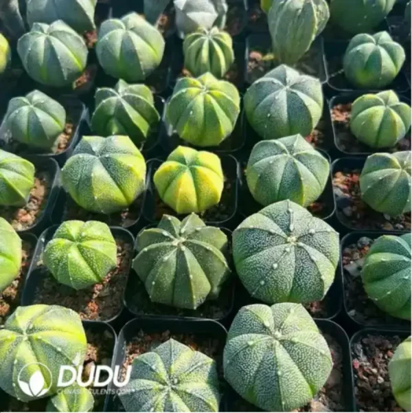 1756119367-1-1591.webp Cactus-Astrophytum myriostigma var. nudum - Image 1