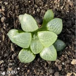 Haworthia Flurry