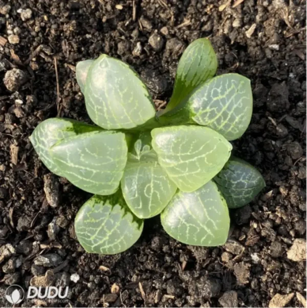 1756119369-1-2818.webp Haworthia Flurry - Image 1
