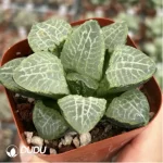 Haworthia Flurry