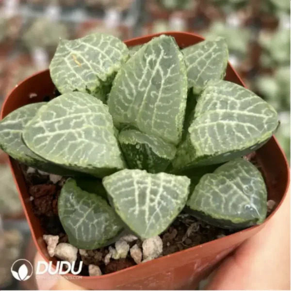 1756119372-1-1727.webp Haworthia Flurry - Image 1