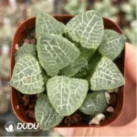 Haworthia Flurry - Image 2