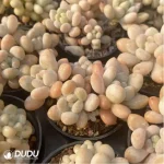 Graptopetalum Rococo Clustering