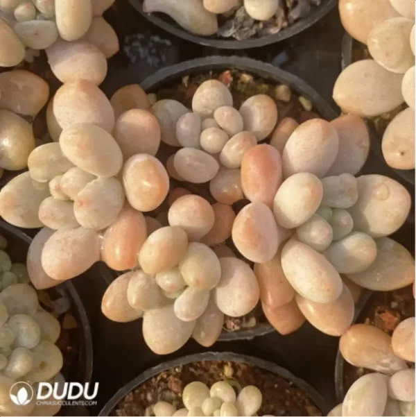 Graptopetalum Rococo Clustering - Image 2