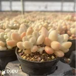 Graptopetalum Rococo Clustering - Image 4