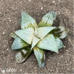 Haworthia Aluminum Star