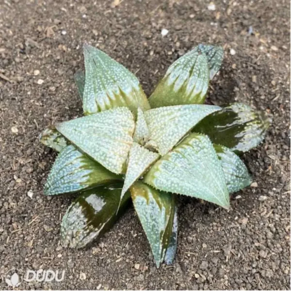 Haworthia Aluminum Star - Image 1