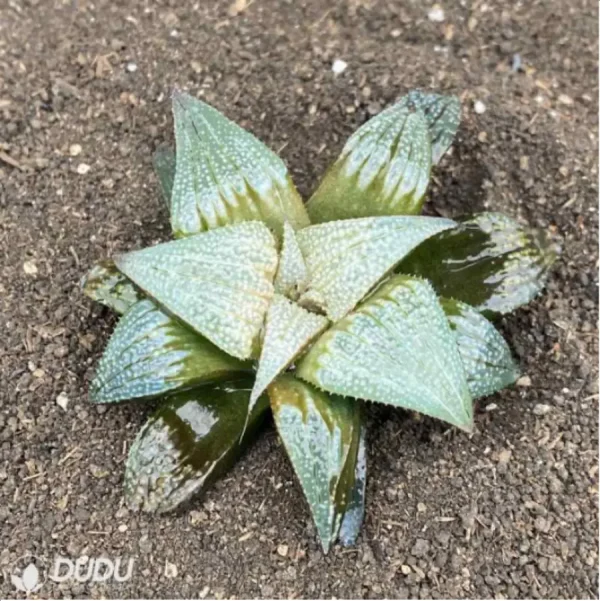 Haworthia Aluminum Star - Image 2