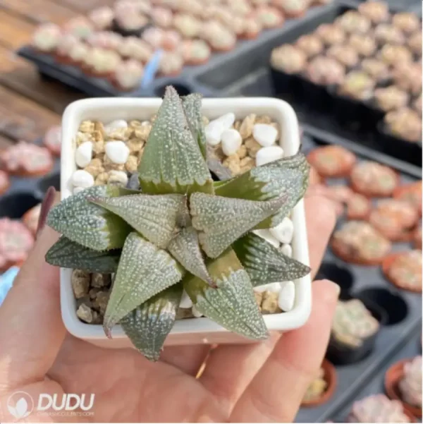 Haworthia Aluminum Star - Image 3