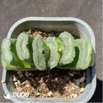 Haworthia Green Island