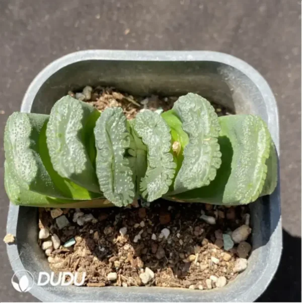 Haworthia Green Island - Image 1