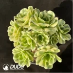 Aeonium Green Bean Paste Clustering - Image 2