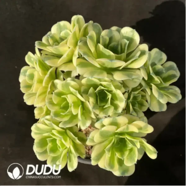 Aeonium Green Bean Paste Clustering - Image 2