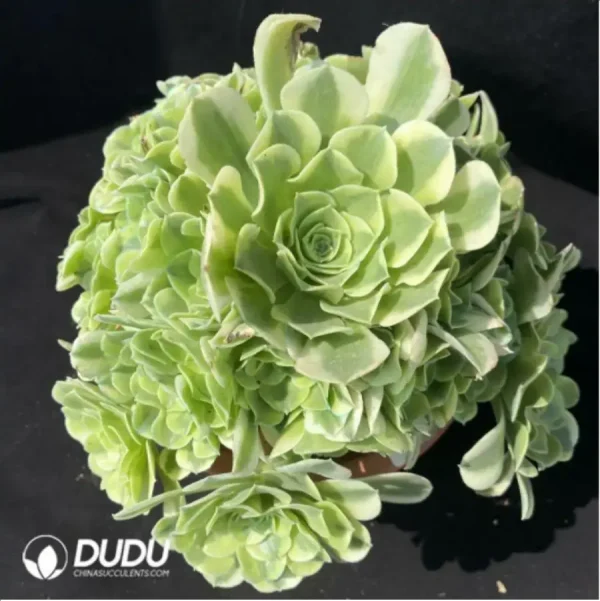 1756119397-1-1501.webp Aeonium Green Bean Paste Clustering - Image 1