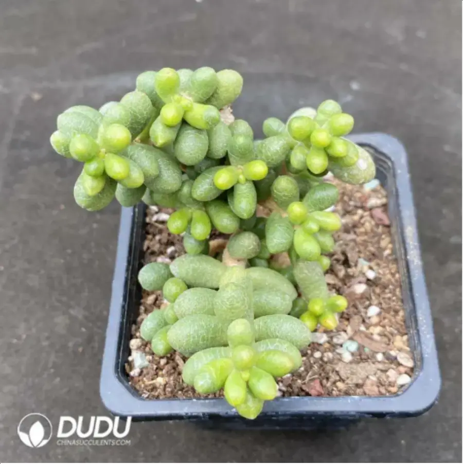 1756119399-1-1949.webp Sedum Hernandezii - Image 1