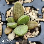 Adromischus Green Frosted Pork Liver