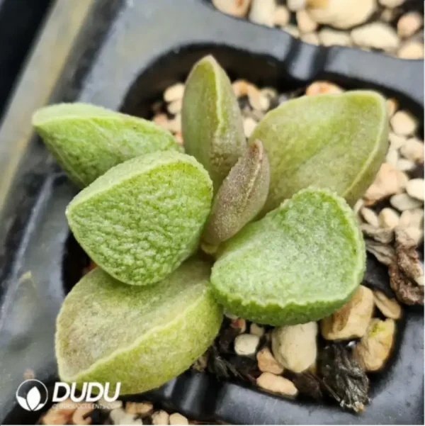 Adromischus Green Frosted Pork Liver - Image 2