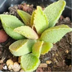 Adromischus Green Frosted Pork Liver