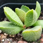 Adromischus Green Frosted Pork Liver - Image 2