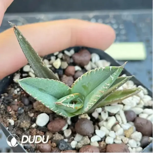 Agave Green Ghost - Image 2