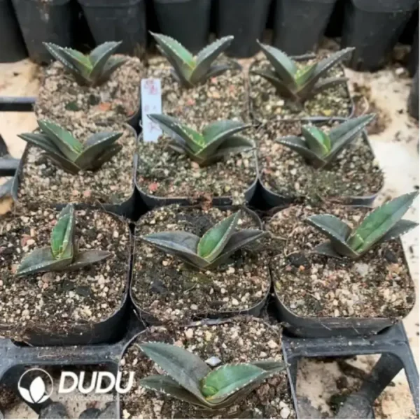 1756119413-1-1704.webp Agave Green Ghost - Image 1