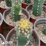 Cactus-Gymnocalycium spegazzinii