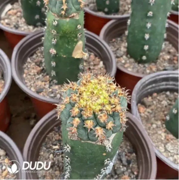 1756119416-1-1911.webp Cactus-Gymnocalycium spegazzinii - Image 1