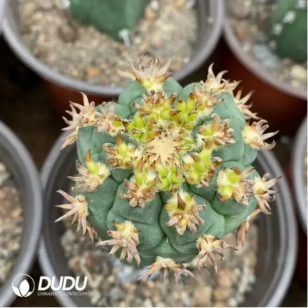 1756119417-2-1165.webp Cactus-Gymnocalycium spegazzinii - Image 2