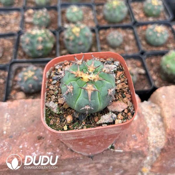 1756119418-1748325132-e-1.jpg Cactus-Gymnocalycium spegazzinii - Image 1