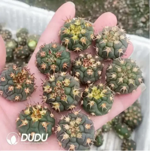 Cactus-Gymnocalycium spegazzinii - Image 1