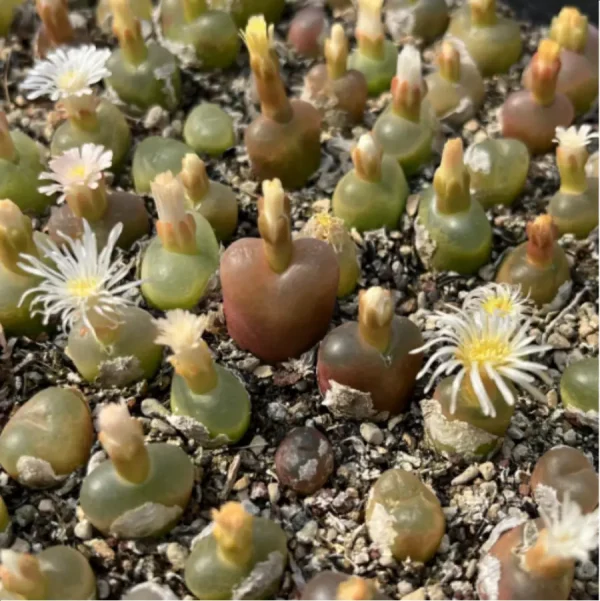 1756119428-1-2954.webp Conophytum-maughanii - Single, 10 - Image 1