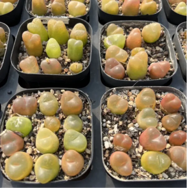 Conophytum-maughanii - Single, 10 - Image 2