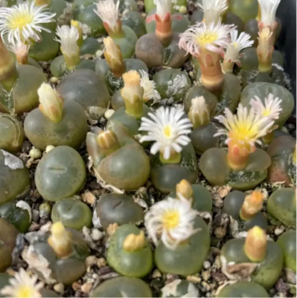 Conophytum-maughanii - Single, 10 - Image 3
