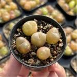 Conophytum-maughanii - Single, 10 - Image 4