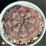 Gymnocalycium Mihanovichii Daydream