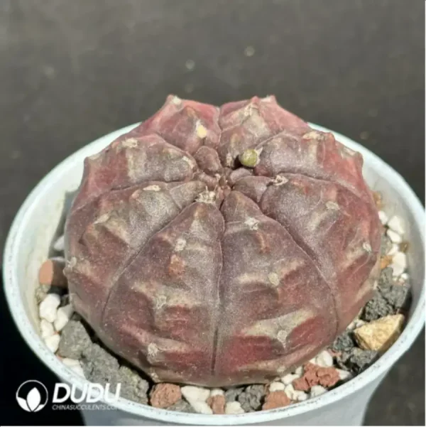Gymnocalycium Mihanovichii Daydream - Image 2