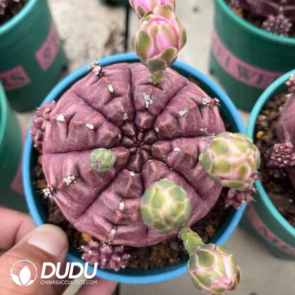 1756119443-1748325074-e-1.jpg Gymnocalycium Mihanovichii Daydream - Image 1