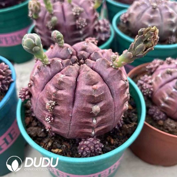 1756119444-1748325077-e-2.jpg Gymnocalycium Mihanovichii Daydream - Image 2