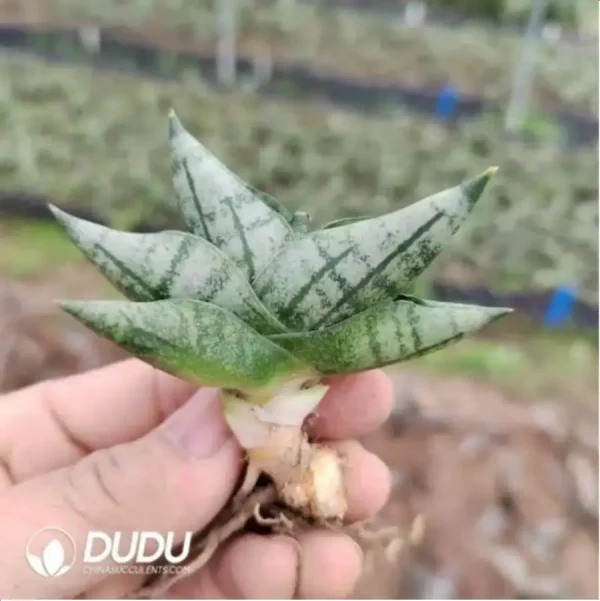 1756119446-1-2226.webp Sansevieria cylindrica var. patula boncel - Image 1