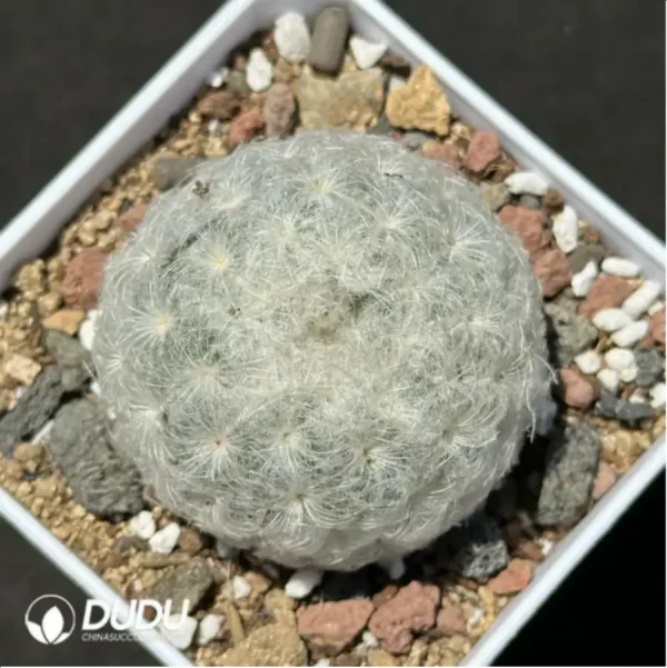 Cactus-Mammillaria bocasana - Image 1