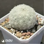 Cactus-Mammillaria bocasana - Image 2