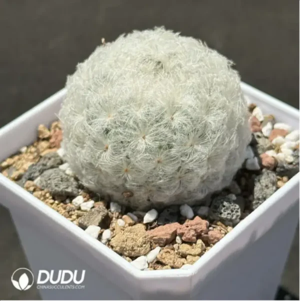 Cactus-Mammillaria bocasana - Image 2