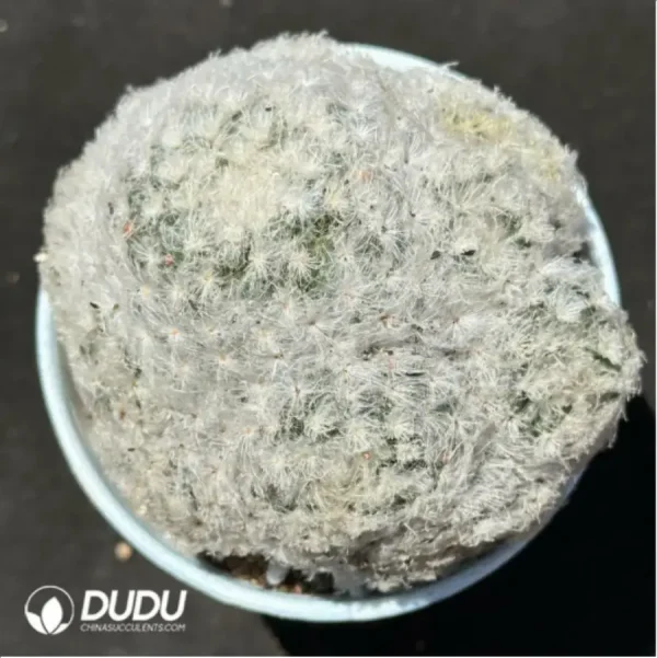 1756119451-1-2092.webp Cactus-Mammillaria bocasana Clustering - Image 1