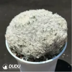 Cactus-Mammillaria bocasana Clustering - Image 2