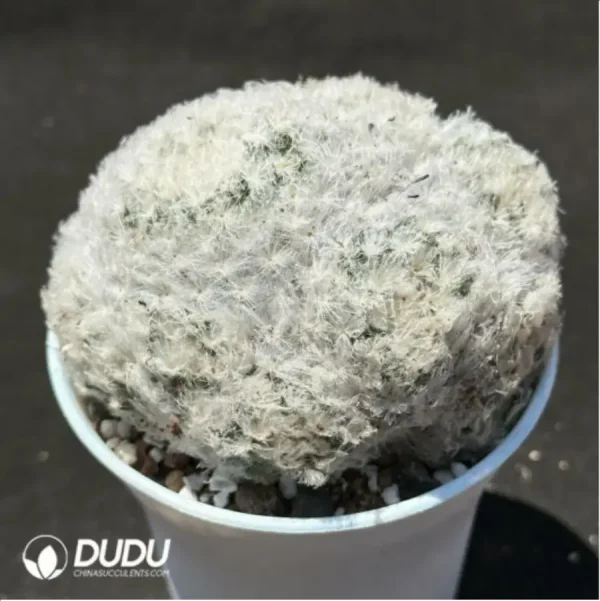 1756119452-2-1327.webp Cactus-Mammillaria bocasana Clustering - Image 2