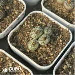 Conophytum-ink 2-5heads - Image 2