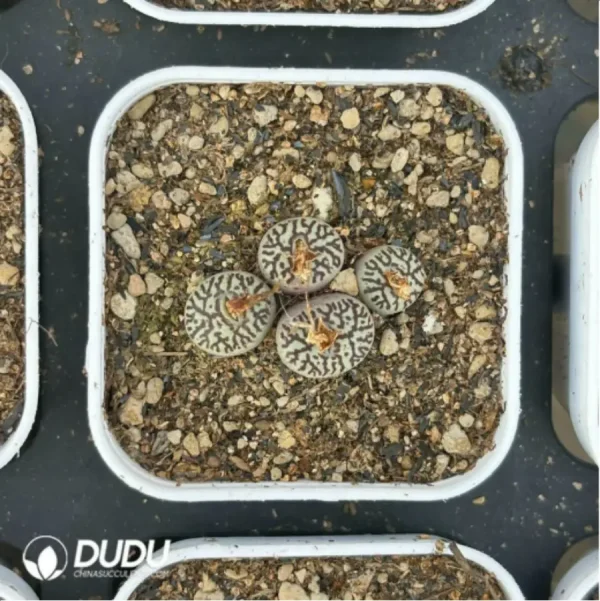 Conophytum-ink 2-5heads - Image 4