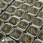 Conophytum-ink 5-10heads