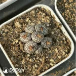 Conophytum-ink 5-10heads - Image 2