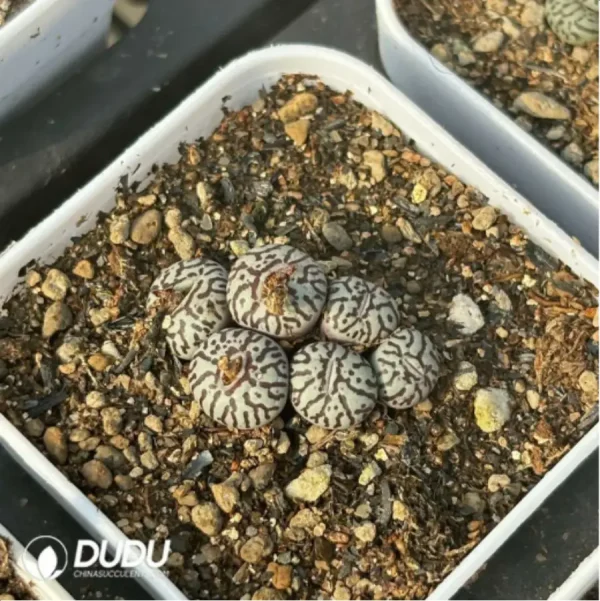 Conophytum-ink 5-10heads - Image 3